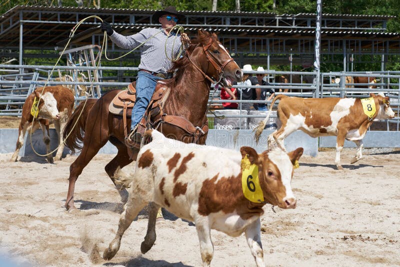 Rodeo på Halterdallantgården arkivbilder Rodeo på Halterdallantgården arkivbilder