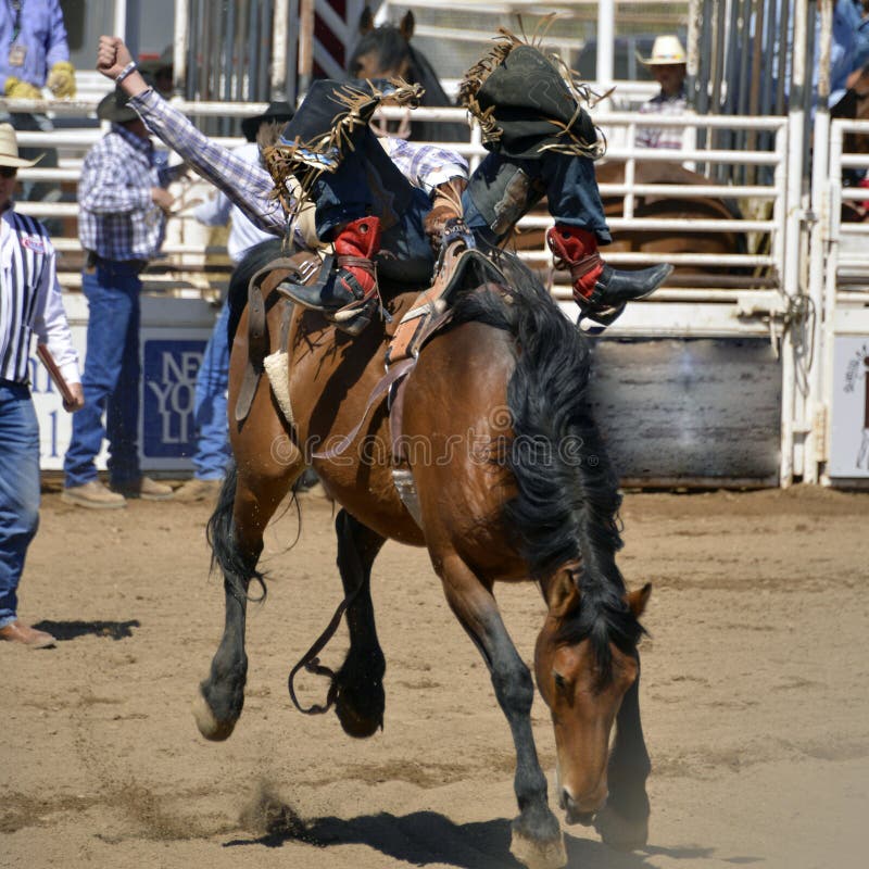 Rodeo stock photos Rodeo stock photos