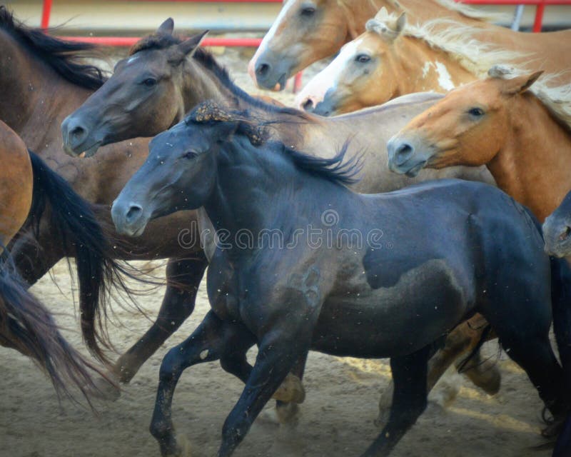 Rodeopaarden het Lopen stock afbeeldingen Rodeopaarden het Lopen stock afbeeldingen