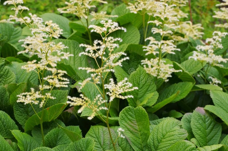 Rodgersia-aesculifolia, eine Laubanlage stockbild Rodgersia-aesculifolia, eine Laubanlage stockbild