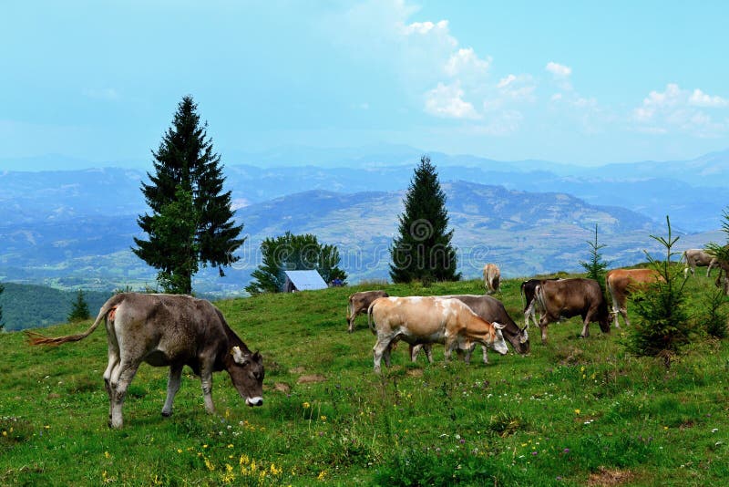 Rodna mountains in Romania - grazing cows stock images Rodna mountains in Romania - grazing cows stock images