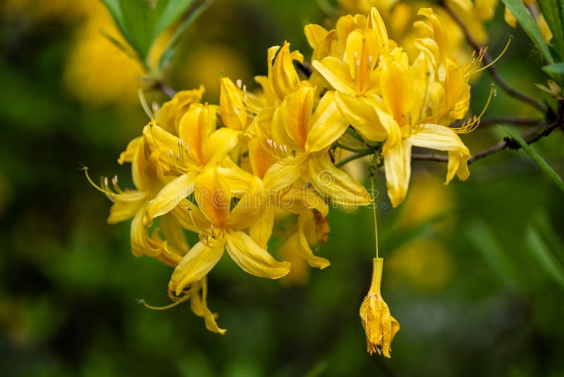 Rododendro Luteum Azalea Flower Amarilla Dulce Foto de archivo - Imagen de  arbusto, dulce: 147383882