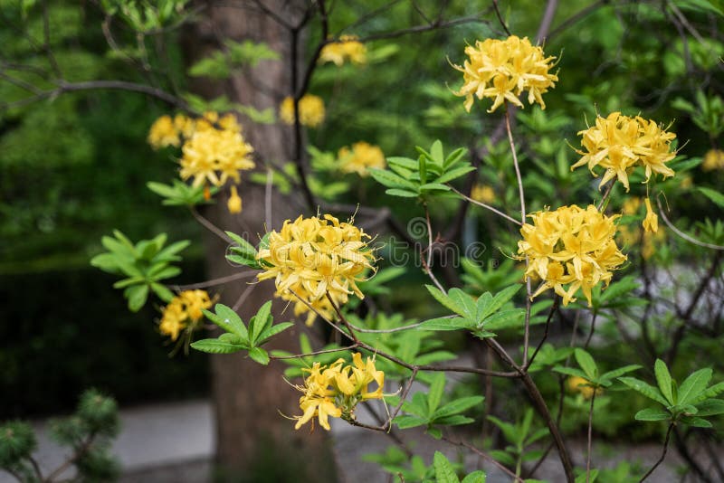 Rododendro Luteum Azalea Flowers Amarela Doce Foto de Stock - Imagem de  azaléia, flores: 147383948