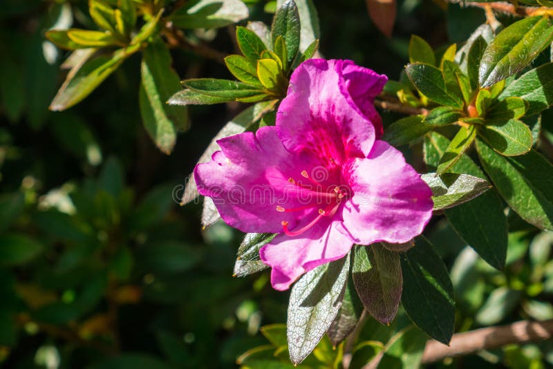 Rododendro rosa di fioritura Arboreum, California dei fiori dell'azalea fotografie stock libere da diritti Rododendro rosa di fioritura Arboreum, California dei fiori dell'azalea fotografie stock libere da diritti