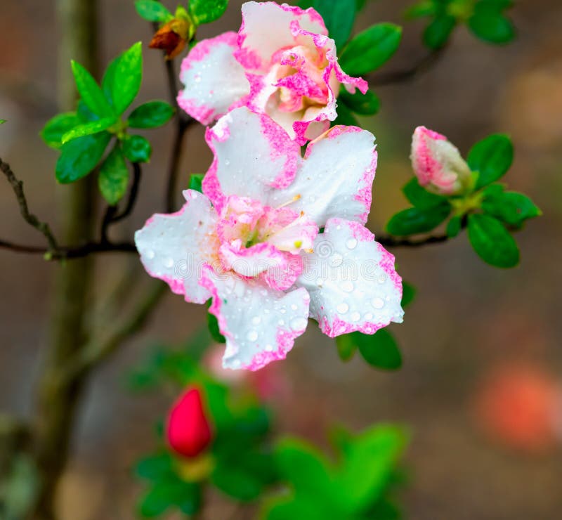 Deciduous shrubs with 2 -5 meters high; branched and slender and densely covered with bright brown flat strigose. Ye Jizhi, often in the branch end, ovate, elliptic ovate or obovate or obovate to oblanceolate, 1.5-5 cm long, 0.5-3 cm wide, apex short acuminate, base cuneate or broadly cuneate, margin slightly revolute, denticulate, dark green above, sparsely strigose, pale white below brown, densely strigose, midvein impressed above, below the convex; petiole length 2-6 mm, densely brown strigose bright flat. Flower buds ovoid, scales above middle part of stroughed hairs, margin with eyelashes. 2-3 -6 clusters Zhiding; pedicel length 8 mm, densely covered with light brown strigose; calyx deeply 5 - lobed, lobes triangular - ovate oblong, ca. 5 mm long, strigose, margin with eyelashes; corolla broadly funnel-shaped, rose color, bright red or dark red, long 3.5-4 cm, 1.5-2 cm wide, lobes 5, obovate, 2.5-3 cm long, upper lobes with deep red spots; stamens 10, approximately equal with corolla, filaments filiform, puberulent below middle; ovary ovoid, room 10, light brown densely strigose, glabrous style exserted from the corolla. Deciduous shrubs with 2 -5 meters high; branched and slender and densely covered with bright brown flat strigose. Ye Jizhi, often in the branch end, ovate, elliptic ovate or obovate or obovate to oblanceolate, 1.5-5 cm long, 0.5-3 cm wide, apex short acuminate, base cuneate or broadly cuneate, margin slightly revolute, denticulate, dark green above, sparsely strigose, pale white below brown, densely strigose, midvein impressed above, below the convex; petiole length 2-6 mm, densely brown strigose bright flat. Flower buds ovoid, scales above middle part of stroughed hairs, margin with eyelashes. 2-3 -6 clusters Zhiding; pedicel length 8 mm, densely covered with light brown strigose; calyx deeply 5 - lobed, lobes triangular - ovate oblong, ca. 5 mm long, strigose, margin with eyelashes; corolla broadly funnel-shaped, rose color, bright red or dark red, long 3.5-4 cm, 1.5-2 cm wide, lobes 5, obovate, 2.5-3 cm long, upper lobes with deep red spots; stamens 10, approximately equal with corolla, filaments filiform, puberulent below middle; ovary ovoid, room 10, light brown densely strigose, glabrous style exserted from the corolla.