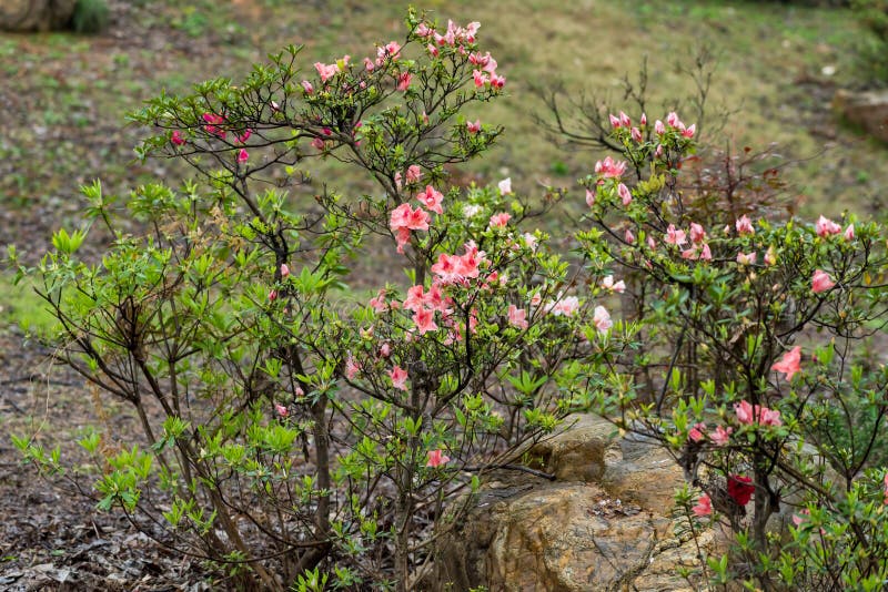 Deciduous shrubs with 2 -5 meters high; branched and slender and densely covered with bright brown flat strigose. Ye Jizhi, often in the branch end, ovate, elliptic ovate or obovate or obovate to oblanceolate, 1.5-5 cm long, 0.5-3 cm wide, apex short acuminate, base cuneate or broadly cuneate, margin slightly revolute, denticulate, dark green above, sparsely strigose, pale white below brown, densely strigose, midvein impressed above, below the convex; petiole length 2-6 mm, densely brown strigose bright flat. Flower buds ovoid, scales above middle part of stroughed hairs, margin with eyelashes. 2-3 -6 clusters Zhiding; pedicel length 8 mm, densely covered with light brown strigose; calyx deeply 5 - lobed, lobes triangular - ovate oblong, ca. 5 mm long, strigose, margin with eyelashes; corolla broadly funnel-shaped, rose color, bright red or dark red, long 3.5-4 cm, 1.5-2 cm wide, lobes 5, obovate, 2.5-3 cm long, upper lobes with deep red spots; stamens 10, approximately equal with corolla, filaments filiform, puberulent below middle; ovary ovoid, room 10, light brown densely strigose, glabrous style exserted from the corolla. Deciduous shrubs with 2 -5 meters high; branched and slender and densely covered with bright brown flat strigose. Ye Jizhi, often in the branch end, ovate, elliptic ovate or obovate or obovate to oblanceolate, 1.5-5 cm long, 0.5-3 cm wide, apex short acuminate, base cuneate or broadly cuneate, margin slightly revolute, denticulate, dark green above, sparsely strigose, pale white below brown, densely strigose, midvein impressed above, below the convex; petiole length 2-6 mm, densely brown strigose bright flat. Flower buds ovoid, scales above middle part of stroughed hairs, margin with eyelashes. 2-3 -6 clusters Zhiding; pedicel length 8 mm, densely covered with light brown strigose; calyx deeply 5 - lobed, lobes triangular - ovate oblong, ca. 5 mm long, strigose, margin with eyelashes; corolla broadly funnel-shaped, rose color, bright red or dark red, long 3.5-4 cm, 1.5-2 cm wide, lobes 5, obovate, 2.5-3 cm long, upper lobes with deep red spots; stamens 10, approximately equal with corolla, filaments filiform, puberulent below middle; ovary ovoid, room 10, light brown densely strigose, glabrous style exserted from the corolla.