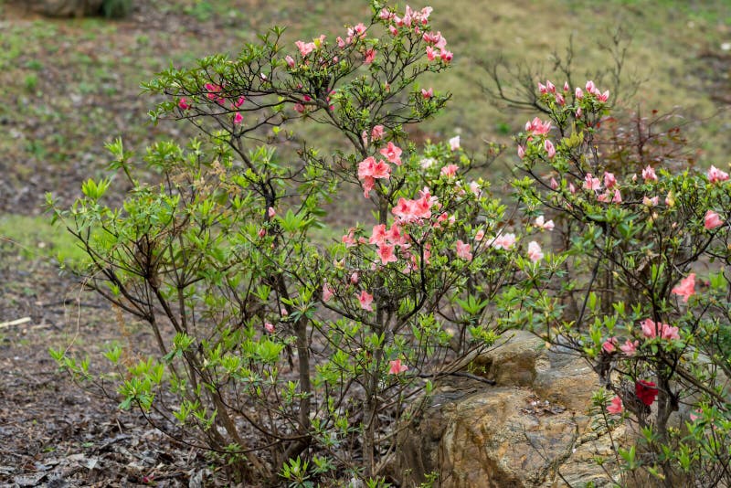 Deciduous shrubs with 2 -5 meters high; branched and slender and densely covered with bright brown flat strigose. Ye Jizhi, often in the branch end, ovate, elliptic ovate or obovate or obovate to oblanceolate, 1.5-5 cm long, 0.5-3 cm wide, apex short acuminate, base cuneate or broadly cuneate, margin slightly revolute, denticulate, dark green above, sparsely strigose, pale white below brown, densely strigose, midvein impressed above, below the convex; petiole length 2-6 mm, densely brown strigose bright flat. Flower buds ovoid, scales above middle part of stroughed hairs, margin with eyelashes. 2-3 -6 clusters Zhiding; pedicel length 8 mm, densely covered with light brown strigose; calyx deeply 5 - lobed, lobes triangular - ovate oblong, ca. 5 mm long, strigose, margin with eyelashes; corolla broadly funnel-shaped, rose color, bright red or dark red, long 3.5-4 cm, 1.5-2 cm wide, lobes 5, obovate, 2.5-3 cm long, upper lobes with deep red spots; stamens 10, approximately equal with corolla, filaments filiform, puberulent below middle; ovary ovoid, room 10, light brown densely strigose, glabrous style exserted from the corolla. Deciduous shrubs with 2 -5 meters high; branched and slender and densely covered with bright brown flat strigose. Ye Jizhi, often in the branch end, ovate, elliptic ovate or obovate or obovate to oblanceolate, 1.5-5 cm long, 0.5-3 cm wide, apex short acuminate, base cuneate or broadly cuneate, margin slightly revolute, denticulate, dark green above, sparsely strigose, pale white below brown, densely strigose, midvein impressed above, below the convex; petiole length 2-6 mm, densely brown strigose bright flat. Flower buds ovoid, scales above middle part of stroughed hairs, margin with eyelashes. 2-3 -6 clusters Zhiding; pedicel length 8 mm, densely covered with light brown strigose; calyx deeply 5 - lobed, lobes triangular - ovate oblong, ca. 5 mm long, strigose, margin with eyelashes; corolla broadly funnel-shaped, rose color, bright red or dark red, long 3.5-4 cm, 1.5-2 cm wide, lobes 5, obovate, 2.5-3 cm long, upper lobes with deep red spots; stamens 10, approximately equal with corolla, filaments filiform, puberulent below middle; ovary ovoid, room 10, light brown densely strigose, glabrous style exserted from the corolla.