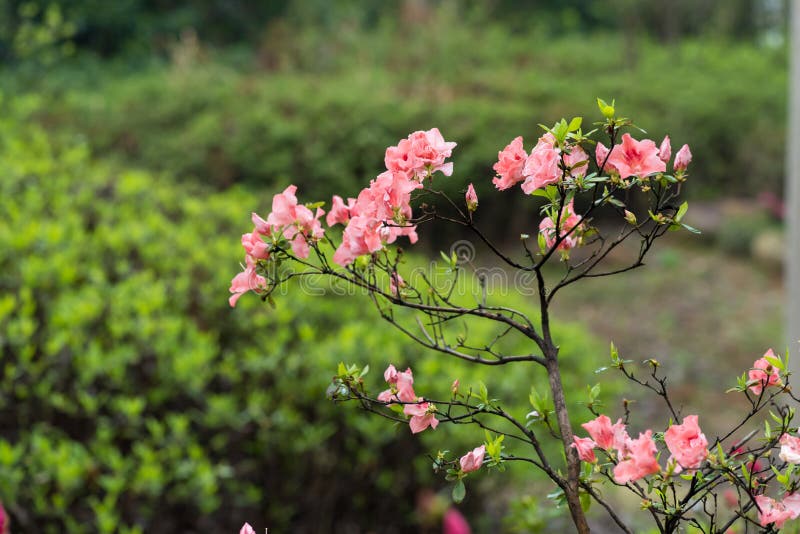 Deciduous shrubs with 2 -5 meters high; branched and slender and densely covered with bright brown flat strigose. Ye Jizhi, often in the branch end, ovate, elliptic ovate or obovate or obovate to oblanceolate, 1.5-5 cm long, 0.5-3 cm wide, apex short acuminate, base cuneate or broadly cuneate, margin slightly revolute, denticulate, dark green above, sparsely strigose, pale white below brown, densely strigose, midvein impressed above, below the convex; petiole length 2-6 mm, densely brown strigose bright flat. Flower buds ovoid, scales above middle part of stroughed hairs, margin with eyelashes. 2-3 -6 clusters Zhiding; pedicel length 8 mm, densely covered with light brown strigose; calyx deeply 5 - lobed, lobes triangular - ovate oblong, ca. 5 mm long, strigose, margin with eyelashes; corolla broadly funnel-shaped, rose color, bright red or dark red, long 3.5-4 cm, 1.5-2 cm wide, lobes 5, obovate, 2.5-3 cm long, upper lobes with deep red spots; stamens 10, approximately equal with corolla, filaments filiform, puberulent below middle; ovary ovoid, room 10, light brown densely strigose, glabrous style exserted from the corolla. Deciduous shrubs with 2 -5 meters high; branched and slender and densely covered with bright brown flat strigose. Ye Jizhi, often in the branch end, ovate, elliptic ovate or obovate or obovate to oblanceolate, 1.5-5 cm long, 0.5-3 cm wide, apex short acuminate, base cuneate or broadly cuneate, margin slightly revolute, denticulate, dark green above, sparsely strigose, pale white below brown, densely strigose, midvein impressed above, below the convex; petiole length 2-6 mm, densely brown strigose bright flat. Flower buds ovoid, scales above middle part of stroughed hairs, margin with eyelashes. 2-3 -6 clusters Zhiding; pedicel length 8 mm, densely covered with light brown strigose; calyx deeply 5 - lobed, lobes triangular - ovate oblong, ca. 5 mm long, strigose, margin with eyelashes; corolla broadly funnel-shaped, rose color, bright red or dark red, long 3.5-4 cm, 1.5-2 cm wide, lobes 5, obovate, 2.5-3 cm long, upper lobes with deep red spots; stamens 10, approximately equal with corolla, filaments filiform, puberulent below middle; ovary ovoid, room 10, light brown densely strigose, glabrous style exserted from the corolla.