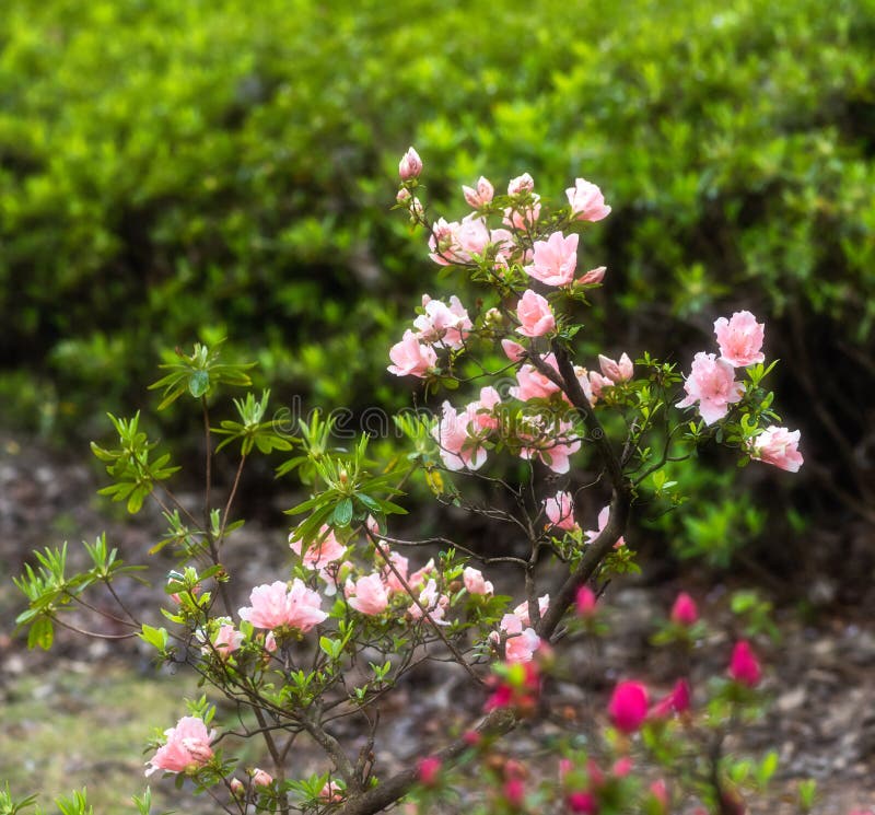 Deciduous shrubs with 2 -5 meters high; branched and slender and densely covered with bright brown flat strigose. Ye Jizhi, often in the branch end, ovate, elliptic ovate or obovate or obovate to oblanceolate, 1.5-5 cm long, 0.5-3 cm wide, apex short acuminate, base cuneate or broadly cuneate, margin slightly revolute, denticulate, dark green above, sparsely strigose, pale white below brown, densely strigose, midvein impressed above, below the convex; petiole length 2-6 mm, densely brown strigose bright flat. Flower buds ovoid, scales above middle part of stroughed hairs, margin with eyelashes. 2-3 -6 clusters Zhiding; pedicel length 8 mm, densely covered with light brown strigose; calyx deeply 5 - lobed, lobes triangular - ovate oblong, ca. 5 mm long, strigose, margin with eyelashes; corolla broadly funnel-shaped, rose color, bright red or dark red, long 3.5-4 cm, 1.5-2 cm wide, lobes 5, obovate, 2.5-3 cm long, upper lobes with deep red spots; stamens 10, approximately equal with corolla, filaments filiform, puberulent below middle; ovary ovoid, room 10, light brown densely strigose, glabrous style exserted from the corolla. Deciduous shrubs with 2 -5 meters high; branched and slender and densely covered with bright brown flat strigose. Ye Jizhi, often in the branch end, ovate, elliptic ovate or obovate or obovate to oblanceolate, 1.5-5 cm long, 0.5-3 cm wide, apex short acuminate, base cuneate or broadly cuneate, margin slightly revolute, denticulate, dark green above, sparsely strigose, pale white below brown, densely strigose, midvein impressed above, below the convex; petiole length 2-6 mm, densely brown strigose bright flat. Flower buds ovoid, scales above middle part of stroughed hairs, margin with eyelashes. 2-3 -6 clusters Zhiding; pedicel length 8 mm, densely covered with light brown strigose; calyx deeply 5 - lobed, lobes triangular - ovate oblong, ca. 5 mm long, strigose, margin with eyelashes; corolla broadly funnel-shaped, rose color, bright red or dark red, long 3.5-4 cm, 1.5-2 cm wide, lobes 5, obovate, 2.5-3 cm long, upper lobes with deep red spots; stamens 10, approximately equal with corolla, filaments filiform, puberulent below middle; ovary ovoid, room 10, light brown densely strigose, glabrous style exserted from the corolla.