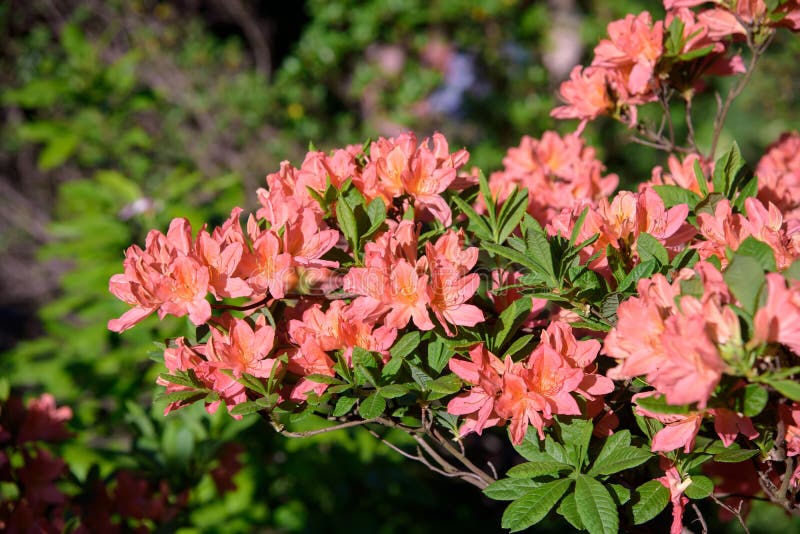 Rododendronstruik tijdens het tot bloei komen stock fotografie Rododendronstruik tijdens het tot bloei komen stock fotografie