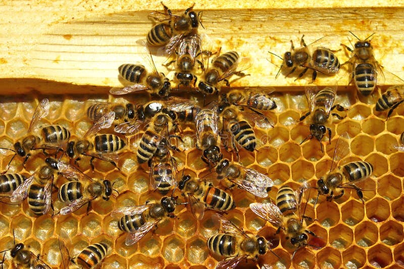 Bulgarian honey bees apis rodopica close- up. Bulgarian honey bees apis rodopica close- up