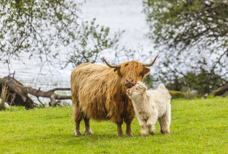 Incredible scottish cattle with calf - cows with long hair and mighty horns, Scotland. Incredible scottish cattle with calf - cows with long hair and mighty horns, Scotland