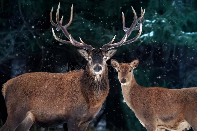 Rodzina szlachetnych jeleni w śnieżnym zimowym lesie Obraz naturalnej zimy zdjęcia stock Rodzina szlachetnych jeleni w śnieżnym zimowym lesie Obraz naturalnej zimy zdjęcia stock