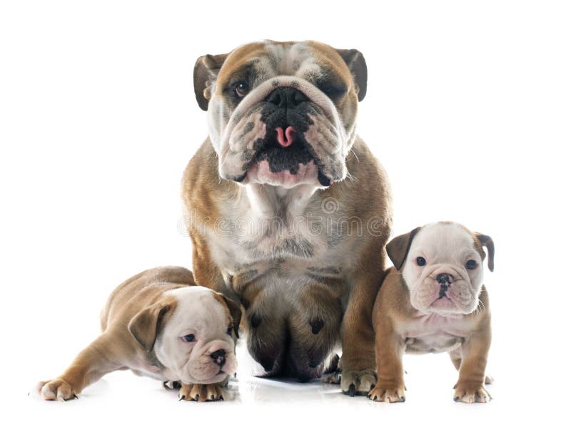 Rodzinny angielski buldog obraz royalty free Rodzinny angielski buldog obraz royalty free