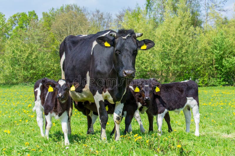 Rodziny macierzysta krowa z łydkami w holenderskiej łące zdjęcia stock Rodziny macierzysta krowa z łydkami w holenderskiej łące zdjęcia stock