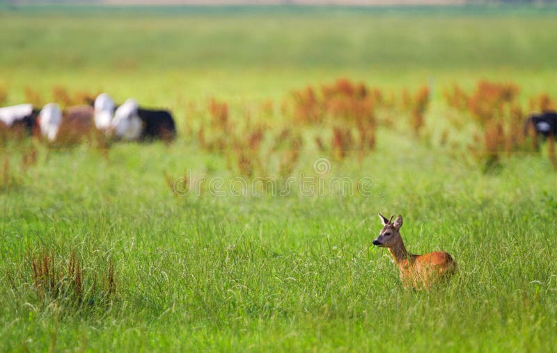 Roe buck and cattle stock photo. Image of farming, field 97020714