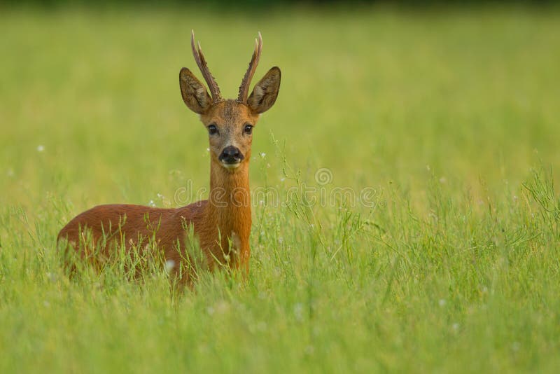 Roe deer buck in buckwheat