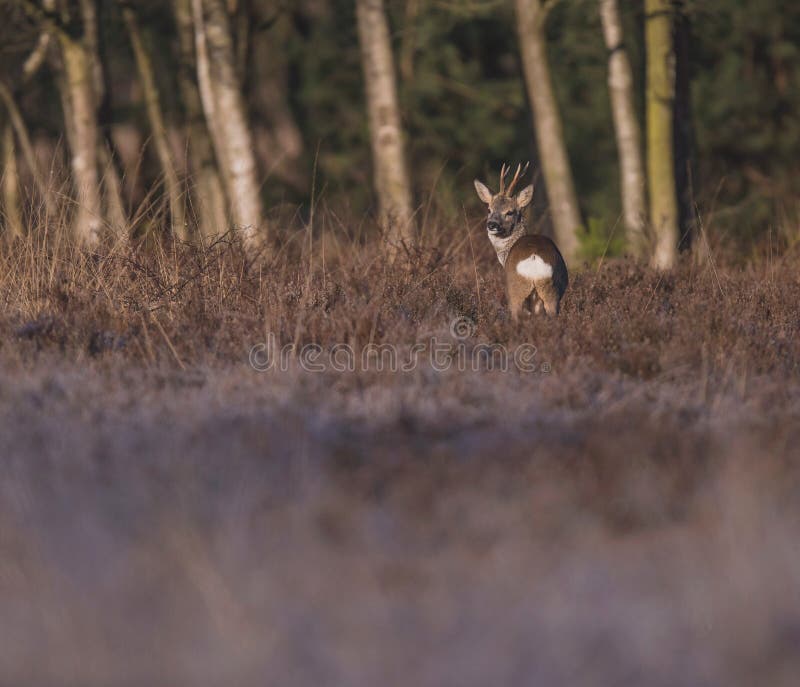Roe Deer Buck in Heather Bushes. Stock Image Image of buck, focus