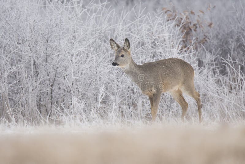 Srnec capreolus capreolus, samica tohto veľkého cicavca stojaceho na zamrznutom poli, zimný čas