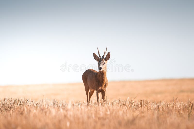 Roe deer, capreolus capreolus male during rut in warm sunny days in the grain