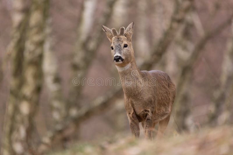 Roe deer Capreolus, capreolus stands on a mountain meadow