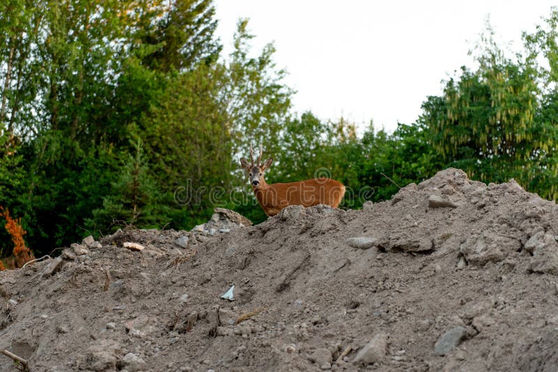 Roe deer (Capreolus), European roe deer Capreolus capreolus is standing and looking at the camera stock images