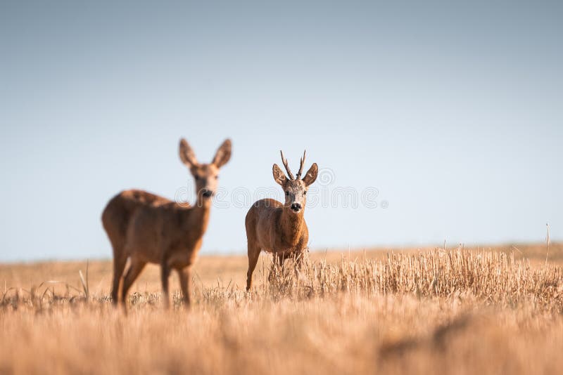 Roe deer, capreolus capreolus male and female during rut in warm sunny days in the grain