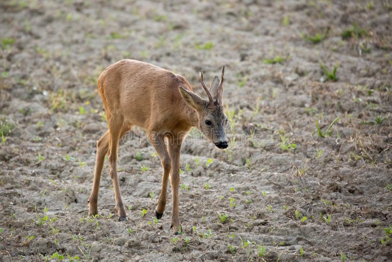 Srnec Capreolus, capreolus stojí na zemědělském poli.