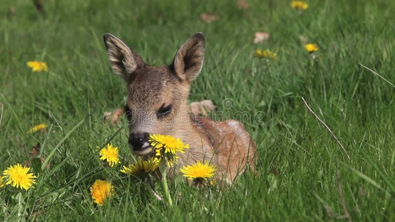 Roe Deer, capreoluscapreolus, Fawn Laying in Weide met Gele Bloemen, Normandië in Frankrijk