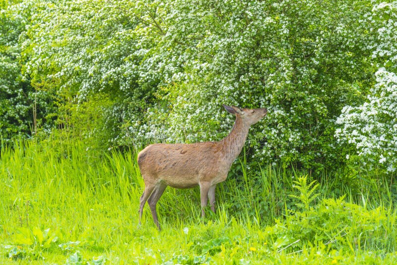 Roe Deer Eating White Blossoms of a Bush in a Field Stock Photo Image of almere, perspective