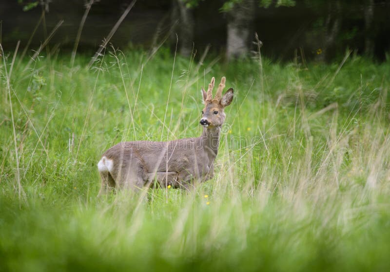 Roe deer