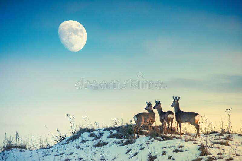 Skupina roe deer na kopci, modrá obloha a mesiac.