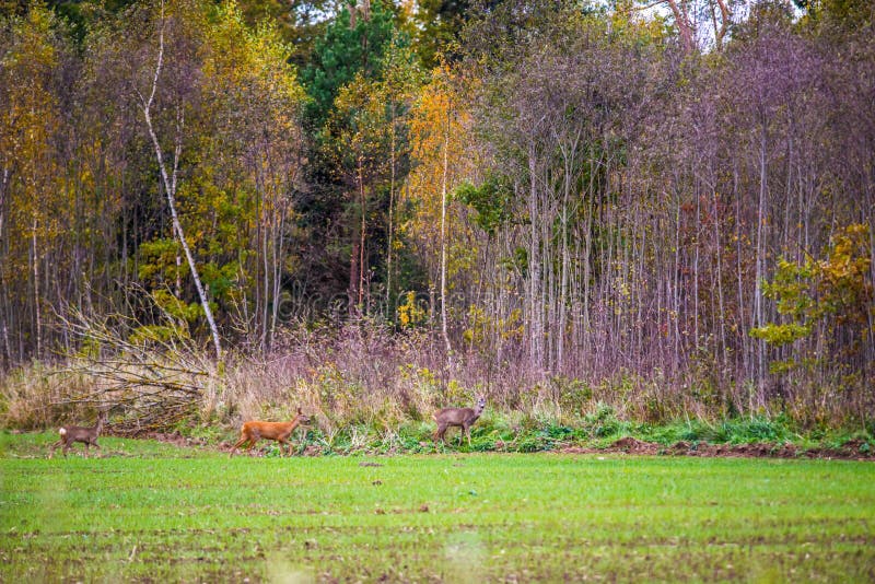 Roe deer near forest stock photo. Image of capreolus 78902054