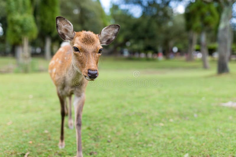 Roe deer stock image. Image of nara, autumn, forest, park 84429585