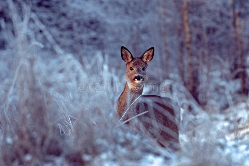 Capriolo, Capreolus capreolus a piedi nel bosco, la neve durante l'inverno in Svezia.