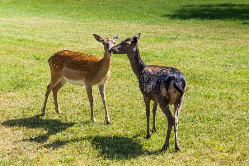 Roe deer standing in a forest stock images Roe deer standing in a forest stock images