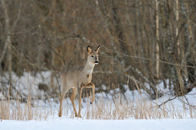 Winter Mace Reed Stock Photos - Download 73 Royalty Free Photos Nature's Mace Deer & Rabbit Repellent