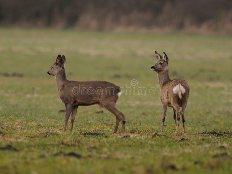 Roe Deers stock images Roe Deers stock images