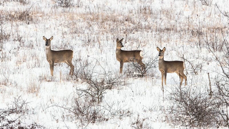 Roe deers in winter meadow Capreolus capreolus