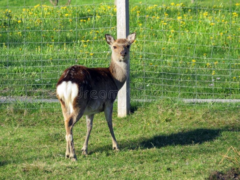 Banco de imagens : pradaria, animais selvagens, Cervo, mamífero, fauna,  corça, animal selvagem, Pastagem, vertebrado, Scheu, Gamo, mundo animal,  Fotografia da vida selvagem, gazela de cauda branca, Pronghorn, Animal da  floresta, Hinds