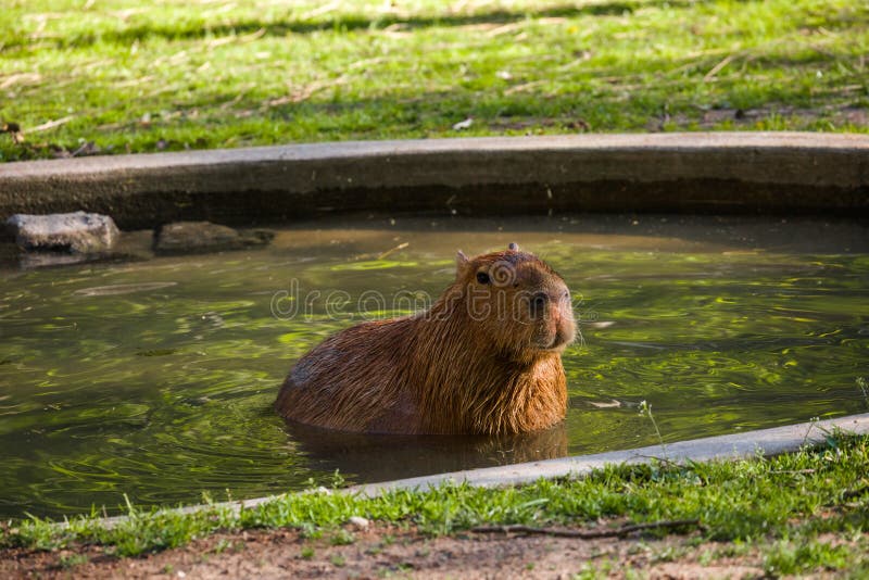 Roedor Más Grande De Capibara Descansando En El Agua Nadando Con Luz  Nocturna Durante La Puesta De Sol De La Fauna Mamífera Imagen de archivo -  Imagen de roedor, animal: 258576823