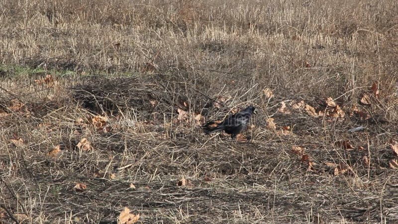 Roek onder het droge gras