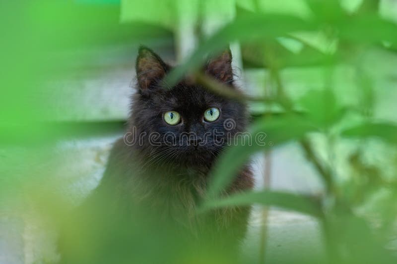 Roemrijke jonge zwarte kat die in het groene gras aan de zonlicht poetst. jonge zwarte kat op zonnige dag buiten royalty-vrije stock foto's Roemrijke jonge zwarte kat die in het groene gras aan de zonlicht poetst. jonge zwarte kat op zonnige dag buiten royalty-vrije stock foto's