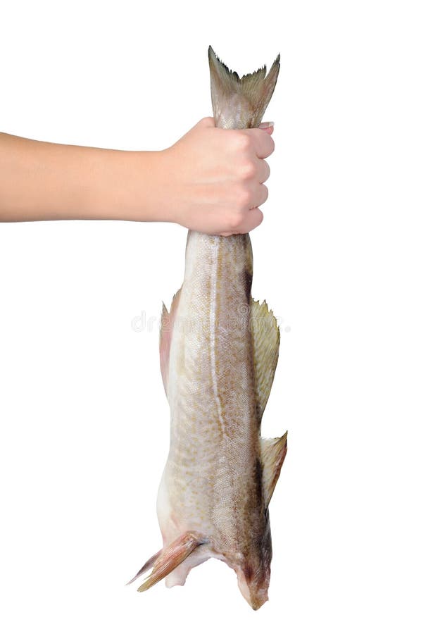 Rohe Fische Ohne Den Kopf in Der Hand Stockfoto Bild von bestandteile