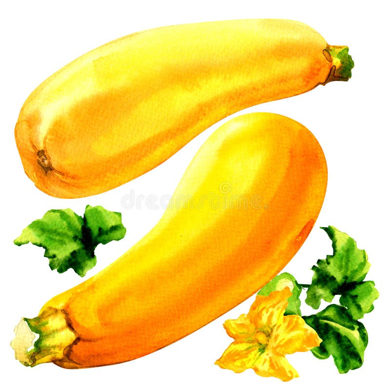 Rohe gelbe Zucchini mit Blatt und Blume, zwei Frischgemüse, lokalisiert, Aquarellillustration auf Weiß vektor abbildung Rohe gelbe Zucchini mit Blatt und Blume, zwei Frischgemüse, lokalisiert, Aquarellillustration auf Weiß vektor abbildung