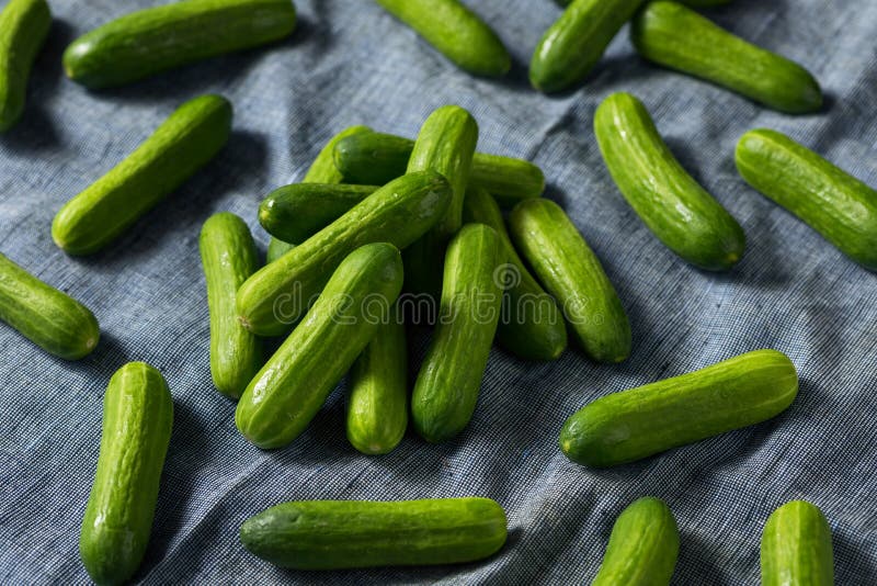 Rohe grüne Bio-Mini-Cocktail-Gurken stockfotografie Rohe grüne Bio-Mini-Cocktail-Gurken stockfotografie