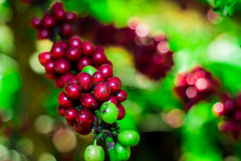Rohe Kaffeebohnekirsche stockfotografie Rohe Kaffeebohnekirsche stockfotografie