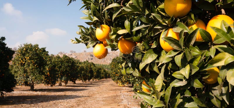 Rohe Lebensmittel-Frucht-Orangen, die Landwirtschafts-Bauernhof-Orange Grove reifen lizenzfreies stockfoto Rohe Lebensmittel-Frucht-Orangen, die Landwirtschafts-Bauernhof-Orange Grove reifen lizenzfreies stockfoto