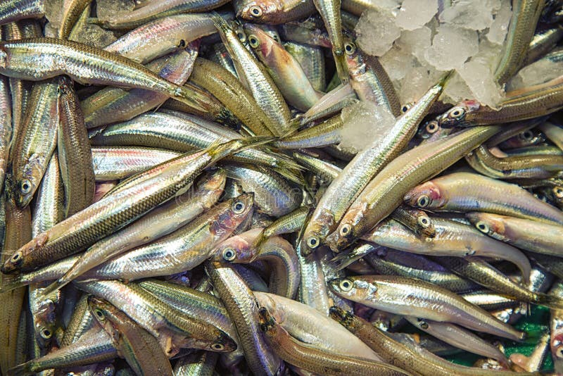 Rohe Schmelzfische im Speicher stockfotos Rohe Schmelzfische im Speicher stockfotos