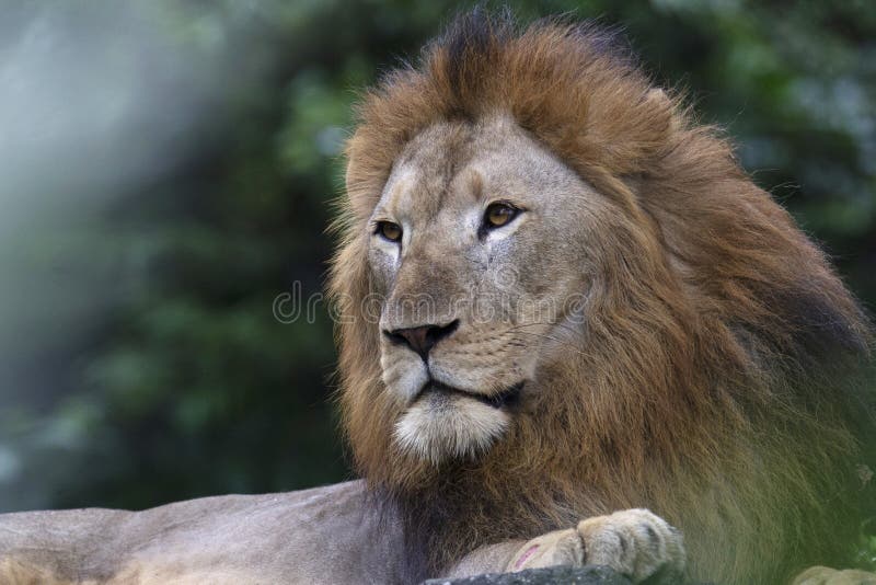 Roi de la jungle, lion asiatique, Panthera Lion Lion, zoo de Singapour, Singapour photo libre de droits Roi de la jungle, lion asiatique, Panthera Lion Lion, zoo de Singapour, Singapour photo libre de droits